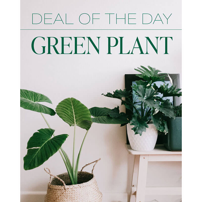Green Plant Deal of the Day Quality Flowers, Fort Smith AR