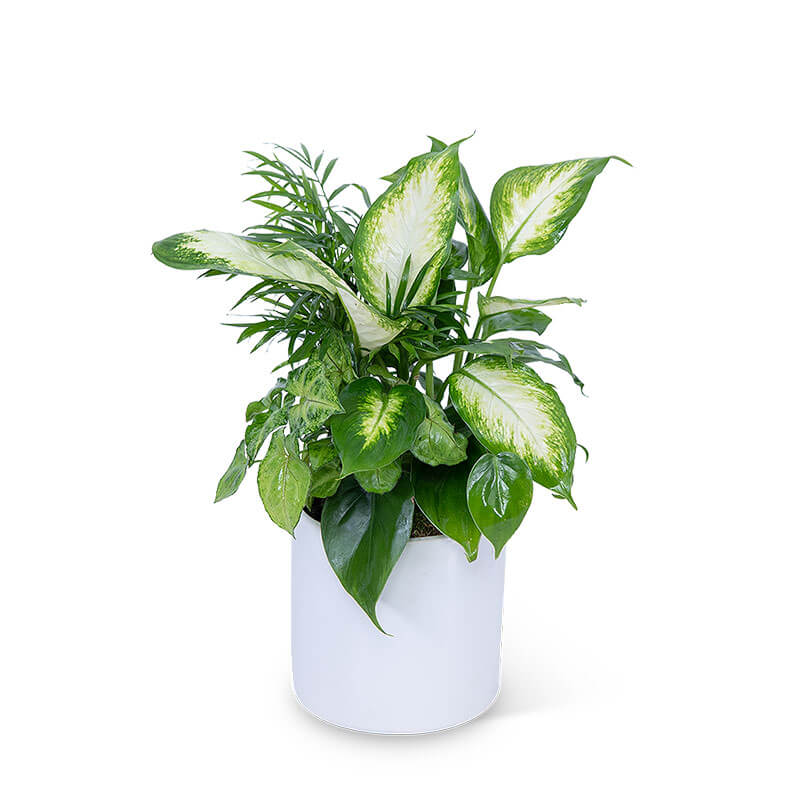 Mixed Planter Quality Flowers, Fort Smith AR