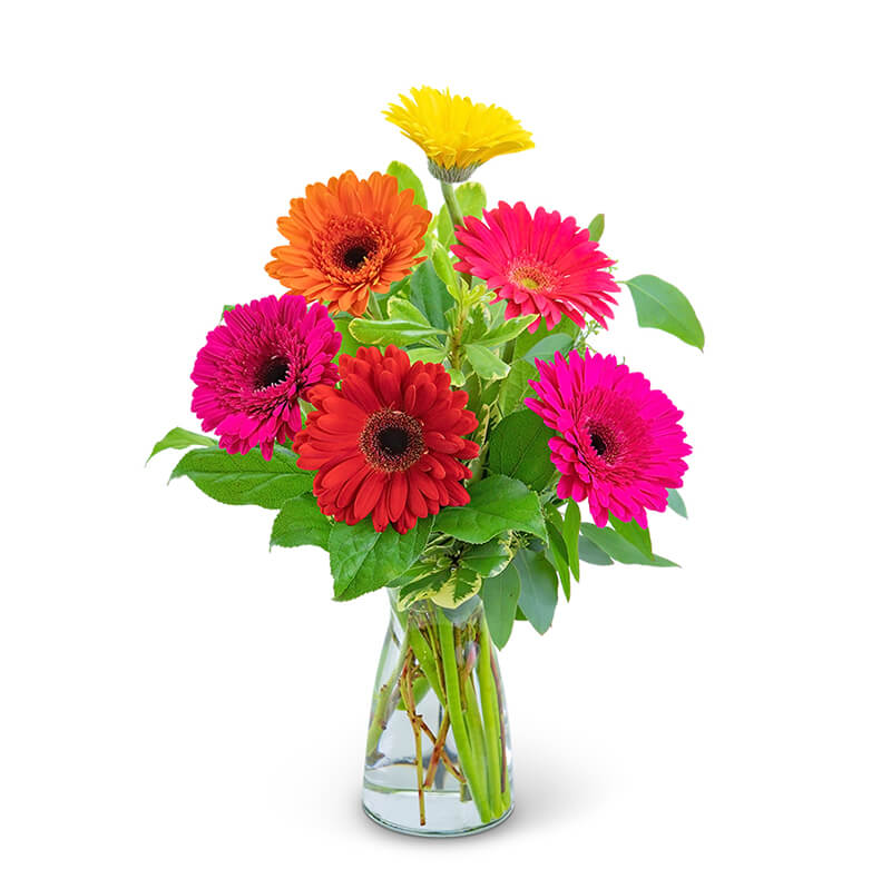 食品・日用品 半額ストア Gleeful Gerbera :: Quality Flowers, Fort Smith AR ミュージック