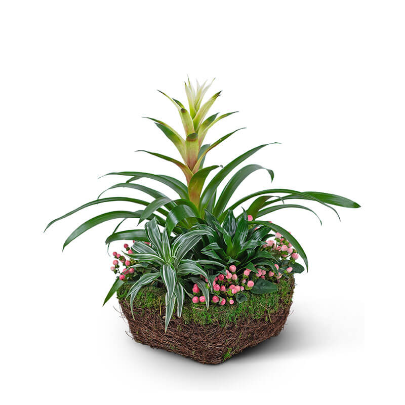 Bromeliad Comfort Planter Quality Flowers, Fort Smith AR