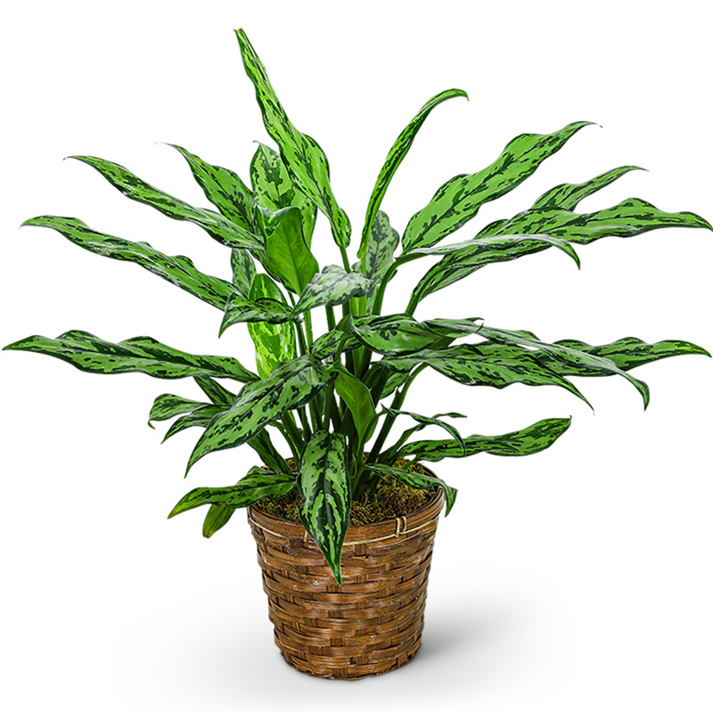 Chinese Evergreen Plant Quality Flowers, Fort Smith AR