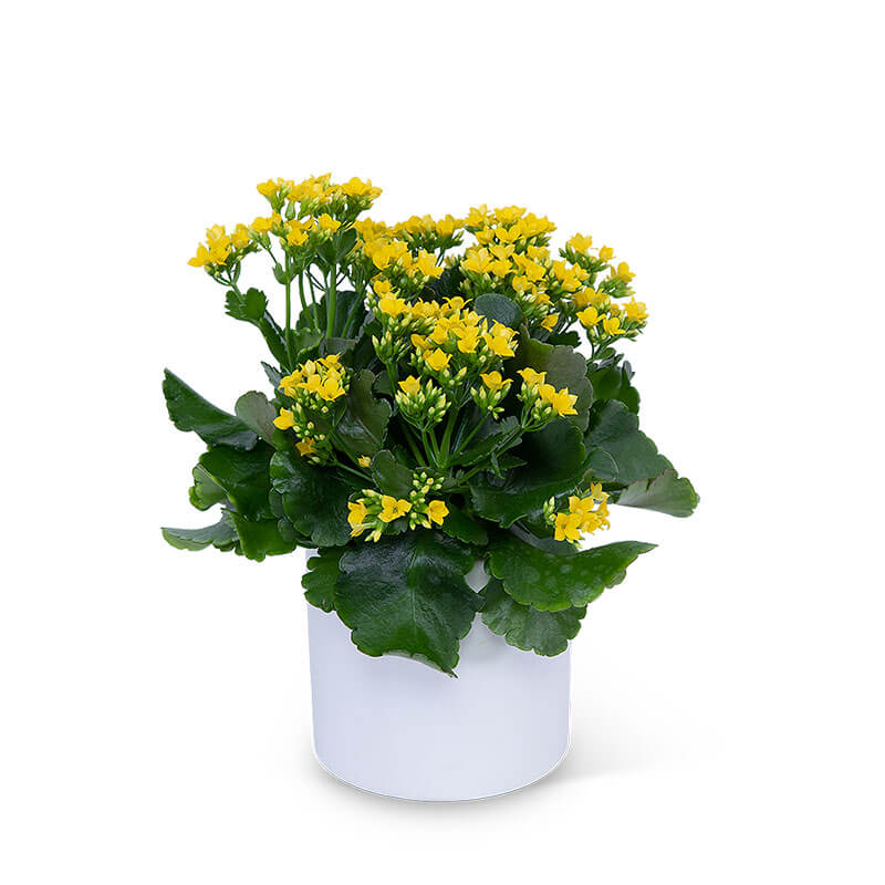Yellow Kalanchoe Plant Quality Flowers, Fort Smith AR