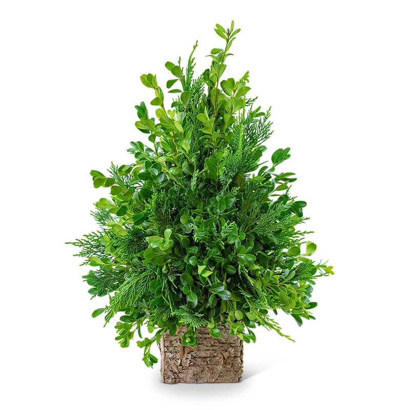 Simplicite Tree Boxwood Simplicity Tree :: Quality Flowers, Fort Smith AR