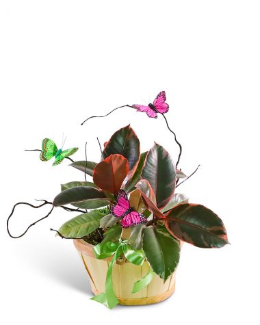 Variegated Rubber Tree Plant with Spring Accents