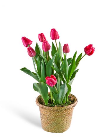 Pink Potted Tulip Plant