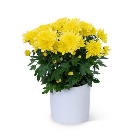 Yellow Chrysanthemum Plant