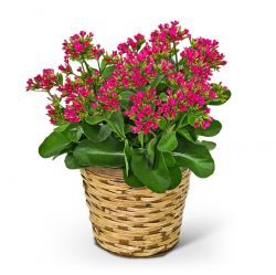 Rosy Bloom Kalanchoe Plant