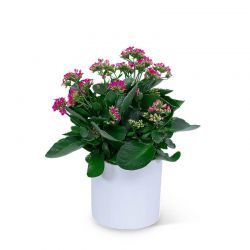 Pink Kalanchoe Plant