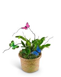 Zanzibar Gem Plant with Butterfly Accents