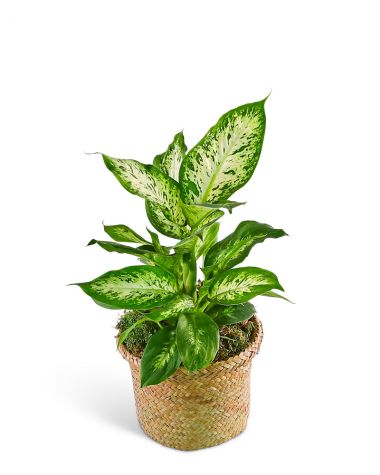 Dieffenbachia Plant