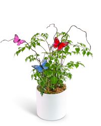 Butterfly China Doll Plant in Ceramic