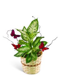 Butterfly Kisses Dieffenbachia Plant
