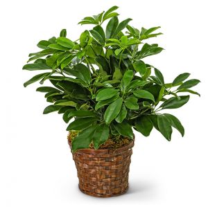 Miniature Schefflera Plant