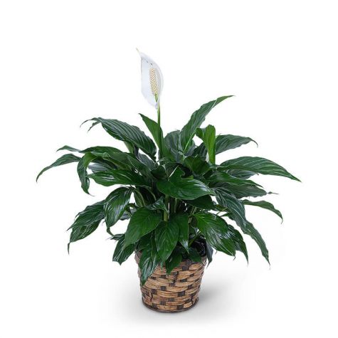 Peace Lily Plant