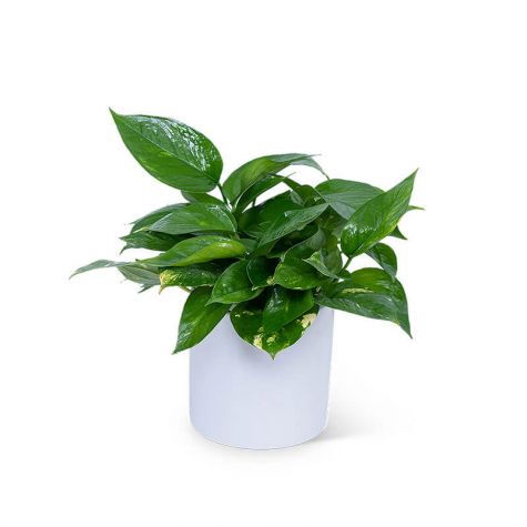 Pothos Plant