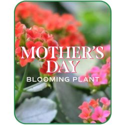 Mother's Day Blooming Plant