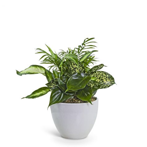 Serene Dish Garden