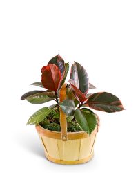 Variegated Rubber Tree Plant