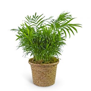 Palm Plant in Basket