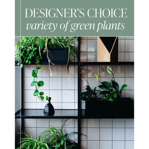 Designer's Choice - Variety of Green Plants