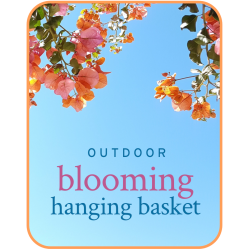 Outdoor Blooming Hanging Basket Plant
