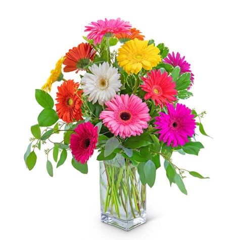 One Dozen Dashing Gerbera