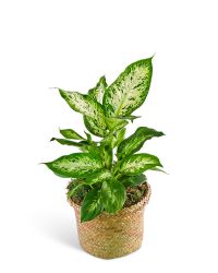 Dieffenbachia Plant