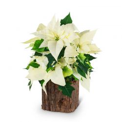 Natural White Poinsettia Plant