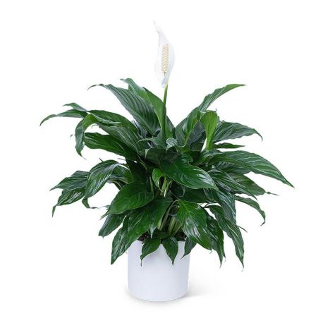 Peace Lily Plant