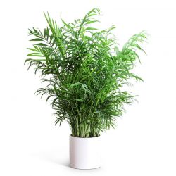 Areca Palm Plant