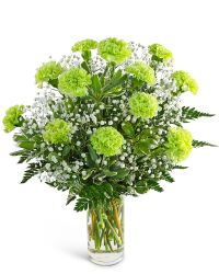 One Dozen Green Carnations with Babies Breath