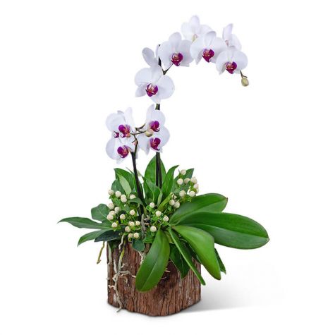 Majestic Phalaenopsis Orchid