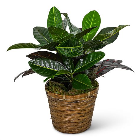 Croton Plant in Basket