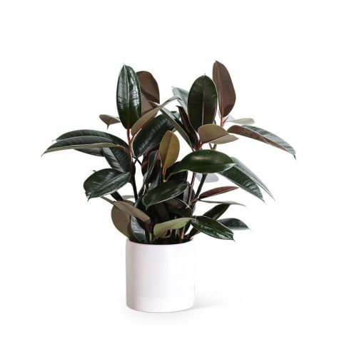 Rubber Tree Plant