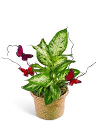 Dieffenbachia Plant with Spring Accents