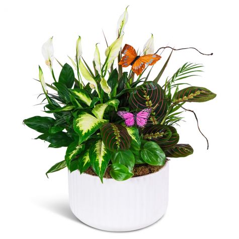 Living Serenity Dish Garden