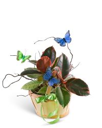 Variegated Rubber Tree Plant with Butterflies