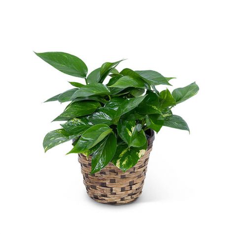 Pothos Plant in Basket