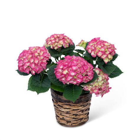 Pink Hydrangea Plant