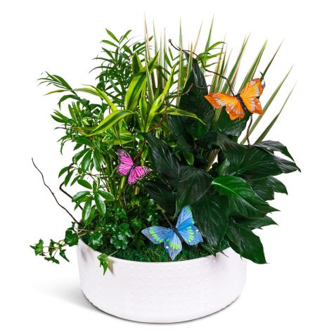 Grande Dish Garden with Butterflies
