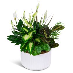 Emerald Haven Dish Garden
