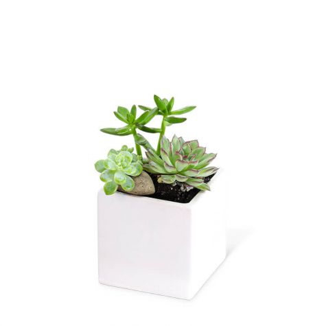 Small Succulent Garden