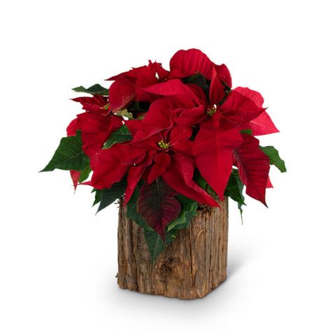 Natural Red Poinsettia Plant