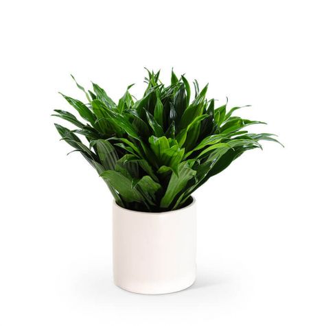 Dracaena Compacta