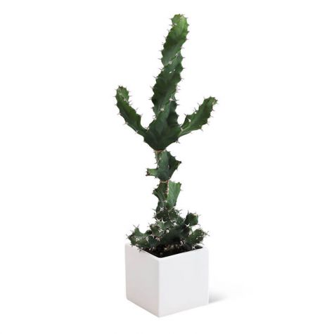 Cactus Plant