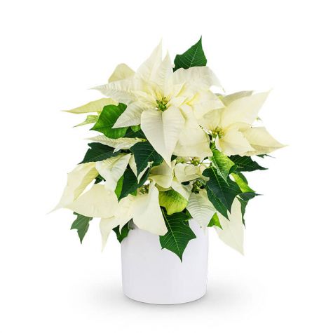 White Poinsettia Plant