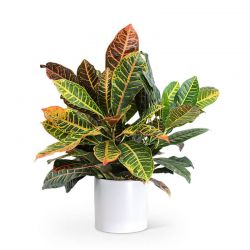 Croton Petra Plant