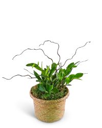 ZanGem Plant in Basket