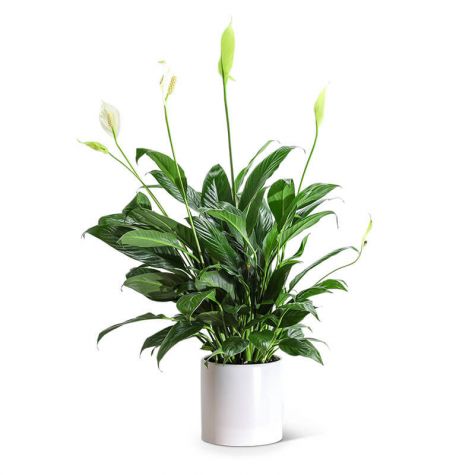 Peace Lily Plant