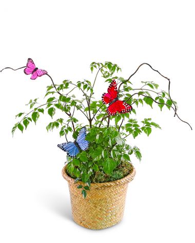 Butterfly China Doll Plant in Basket